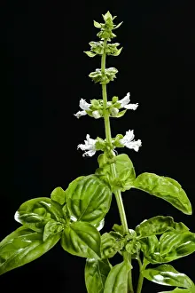 Basil Plant Prints: Basil - in flower