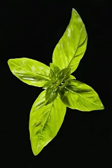 Edible Plants Prints: Basil - leaves