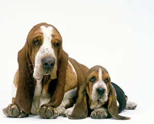 Basset Hound Dogs - Two lying together Basset Hound Dogs - Two lying together