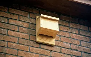 Prints of ROG-5633 BAT BOX Bob Gibbons Please note that prints are for personal display purposes only and may not be reproduced in any way. Gibbon Prints: Bat Box UK Print