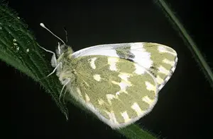 Bath White Butterfly Pictures Prints: Bath White Butterfly