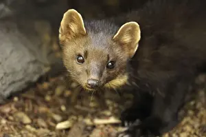 Baummarder Print - Pine marten in Germany