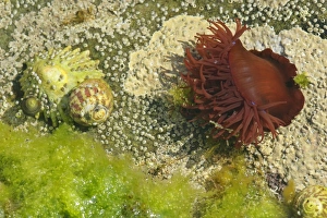 Beadlet Anemone - with half opened tentacles together with common limpet (patella vulgata Beadlet Anemone - with half opened tentacles together with common limpet (patella vulgata