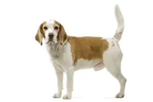 Beagle Dog Breed Prints: Beagle