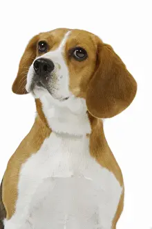 Beagle LA-3643 Print by Ardea