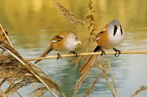 Prints of AP-887 Bearded Tit - pair Panurus biarmicus Dennis Avon Please note that prints are for personal display purposes only and may not be reproduced in any way. Images Dated 10th June 2011: Bearded Tit Print - Panurus biarmicus AP-887