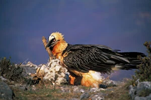 Images Dated 25th June 2007: Bearded Vulture / Lammergeier - With carcass bone in beak - Spain - 10 foot maximum