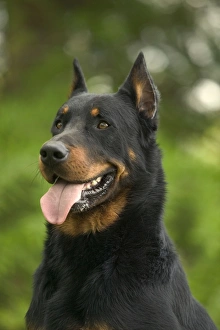 Beauceron / Bas Rouge / Berger de Beauce Beauceron / Bas Rouge / Berger de Beauce