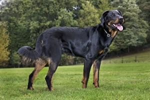 Beauceron dog Beauceron dog