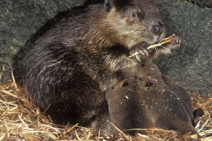 BEAVER - mother and kits inside lodge BEAVER - mother and kits inside lodge