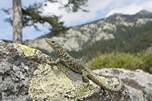 Bedriaga's Rock Lizard - female in mountain habitats Bedriaga's Rock Lizard - female in mountain habitats