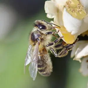 Bee On Flower Prints: Bee - on flower