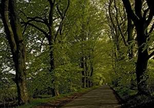 Beech avenue on minor road south of Bower Chalke Beech avenue on minor road south of Bower Chalke