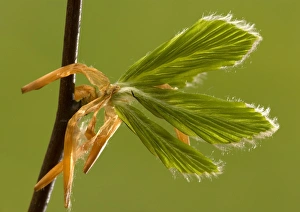 Beech leaves unfurling in spring Beech leaves unfurling in spring