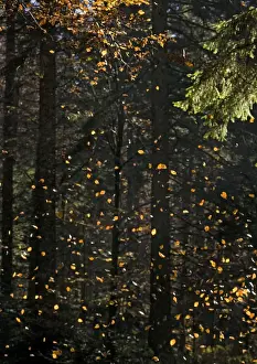 Beech Tree Leaves Prints: Beech Tree - Falling leaves