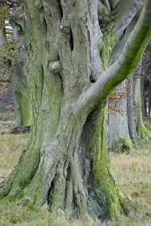 Fagus Sylvatica UK Prints: Beech Tree - stem and branches in autumn. Northumberland, UK