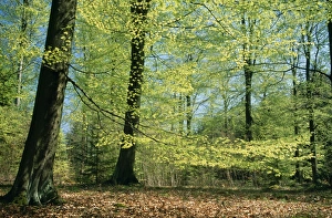 BEECH - Woodland in spring, fresh green foliage BEECH - Woodland in spring, fresh green foliage