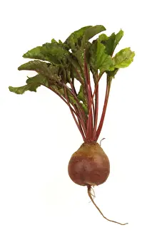 Edible Plants Prints: Beetroot