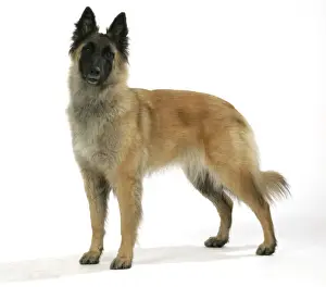 Personalized Pet Photos Prints: Belgian Shepherd Dog - Tervuren