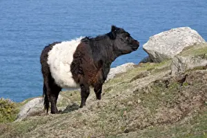 Belted Galloway Prints: Belted Galloway Cow Print - Cornwall Coast, UK