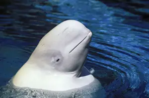 Francois Gohier Photography Prints: Beluga