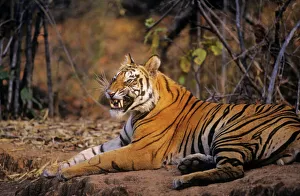 Bengal / Indian Tiger - yawning Bengal / Indian Tiger - yawning