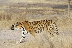 Bengal Tigress - Large cub; going into a stalk approaching sibling Bengal Tigress - Large cub; going into a stalk approaching sibling