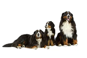 Bernese Mountain Dog - two adults with puppy. Also known as Berner Seenehund or Bouvier Bernese Mountain Dog - two adults with puppy. Also known as Berner Seenehund or Bouvier