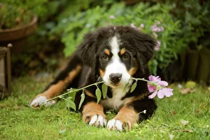 Bernese Mountain Dog - puppy lying down with flower in mouth Bernese Mountain Dog - puppy lying down with flower in mouth