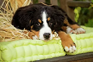 Bernese Mountain Dog - puppy lying on garden bench. Also known as Berner Sennenhund Bernese Mountain Dog - puppy lying on garden bench. Also known as Berner Sennenhund