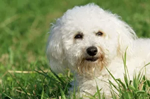 <b class=qtipBold><figcaption>Bichon Frise Dog</figcaption></b><br>WAT-3760 Bichon Frise Dog Also known as Tenerife Dog M. Watson Please note that prints are for personal display purposes only and may not be reproduced in any way.<br><em>© M.Watson/ardea.com</em> Bichon Frise Dog