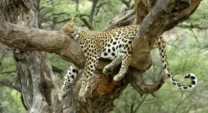 Prints of WAT-8072 Leopard - resting in tree Namibia, Africa Panthera pardus M. Watson Please note that prints are for personal display purposes only and may not be reproduced in any way. Leopard Prints: Leopard Print - Resting in Tree, Namibia