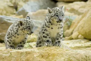 Cat Prints: Snow Leopard Cubs Print - Uncia uncia (Big Cats)
