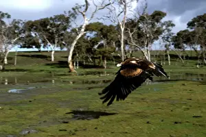 Wedge-tailed eagle in flight Print