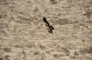 Wedge-tailed Eagle in Flight Print
