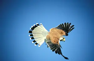 Australian Birds In Flight Prints: BIR0246d