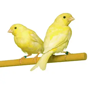 Images Dated 2010: Two Canaries on Perch Print, LA-6767