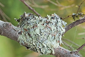 Bird Nest - Ruby-throated Hummingbird nest Bird Nest - Ruby-throated Hummingbird nest