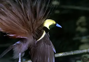 Raggiana Bird of Paradise Print