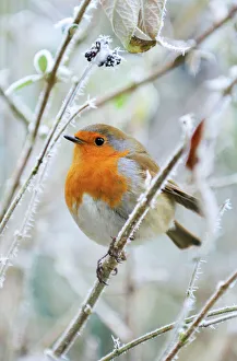 Bird - Robin in frosty setting