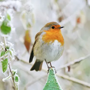 Bird - Robin in frosty setting Bird - Robin in frosty setting