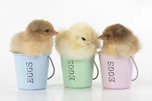 BIRD. X3 Chicken chicks, 1 day old, sitting in egg cups, studio, white background BIRD. X3 Chicken chicks, 1 day old, sitting in egg cups, studio, white background