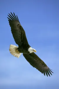 Accipitriformes Prints: Bald Eagle Print - In Flight