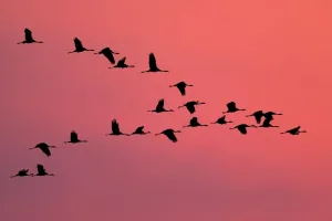 Common Crane Silhouette Prints: Common Crane