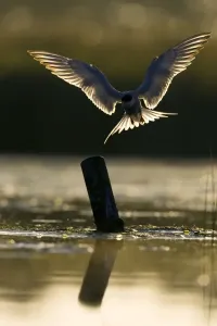 Personal Use Bird Prints: Common Tern