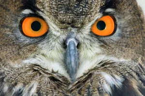 Bird Prints: Eagle Owl Print - Bubo bubo