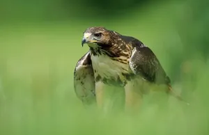 Bird Photography Prints: Red-tailed Hawk