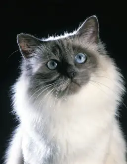 Prints of LA-992 Birman Cat Jean Michel Labat Please note that prints are for personal display purposes only and may not be reproduced in any way. Birman Prints: Birman Cat LA-992 Print