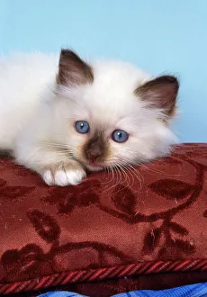 Birman cats discount for sale