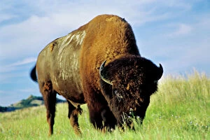 Bison Collection: Bison bull grazing on prairie grass, Great Plains, Summer. MB451